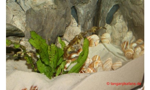 Neolamprologus multifasciatus Becken